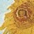 sunflowers.